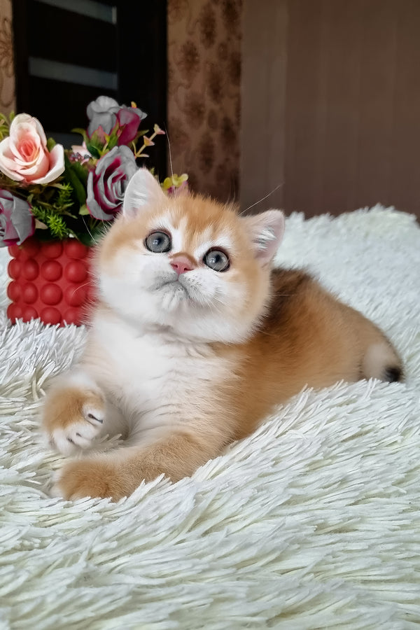 Fox | British Shorthair Kitten