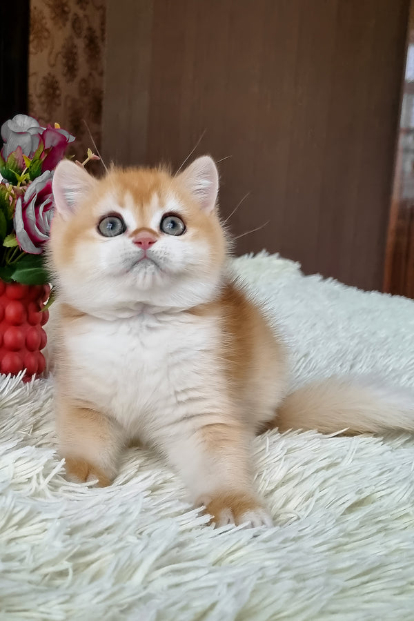 Fox | British Shorthair Kitten
