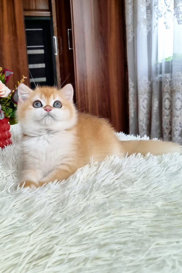 Fox | British Shorthair Kitten