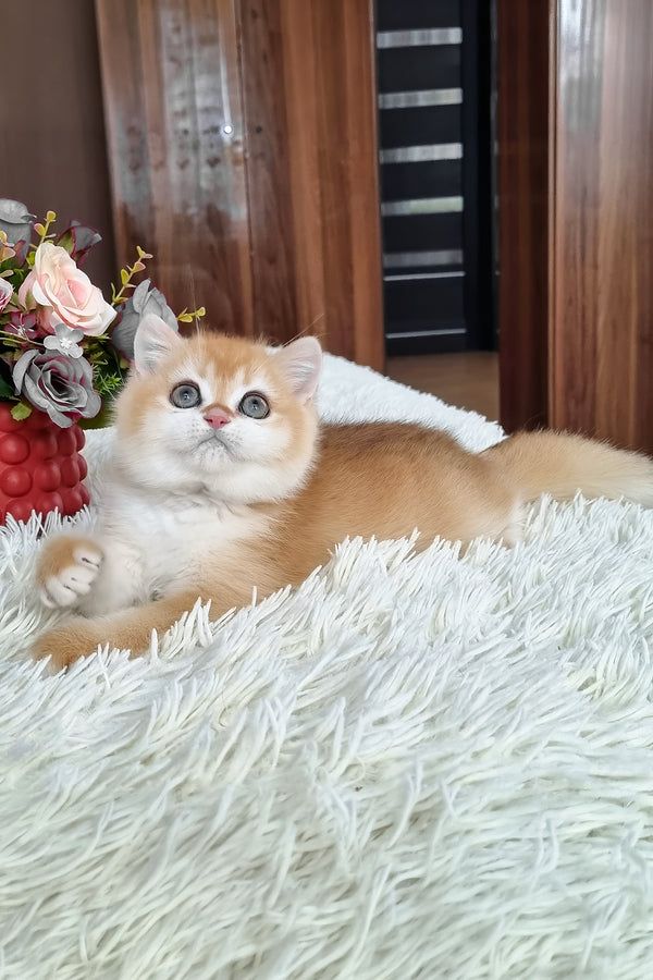 Fox | British Shorthair Kitten