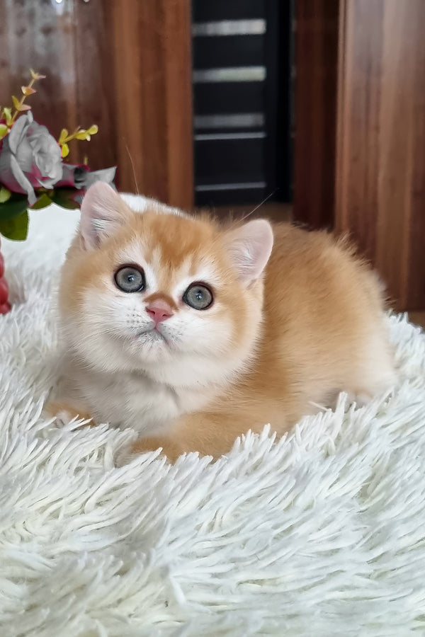 Fox | British Shorthair Kitten