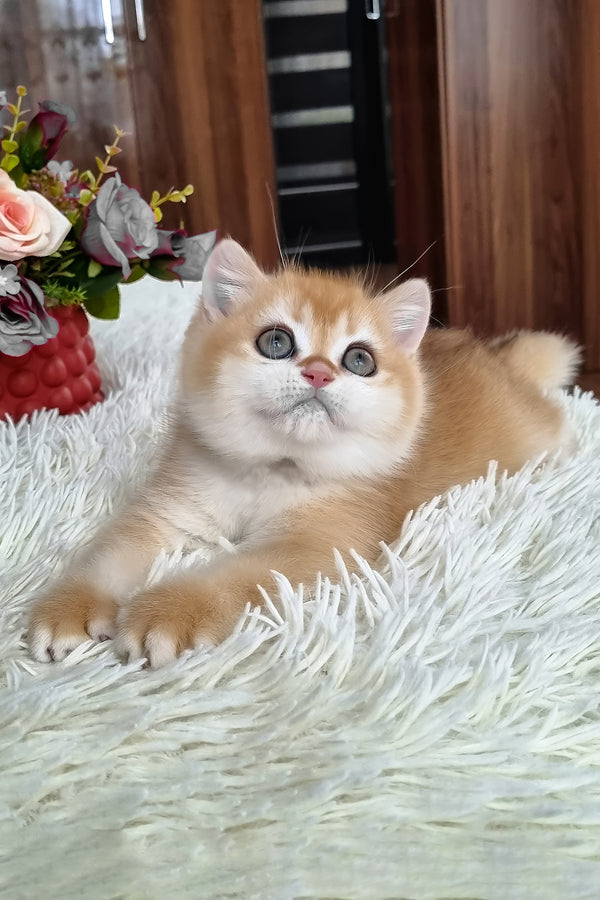 Fox | British Shorthair Kitten