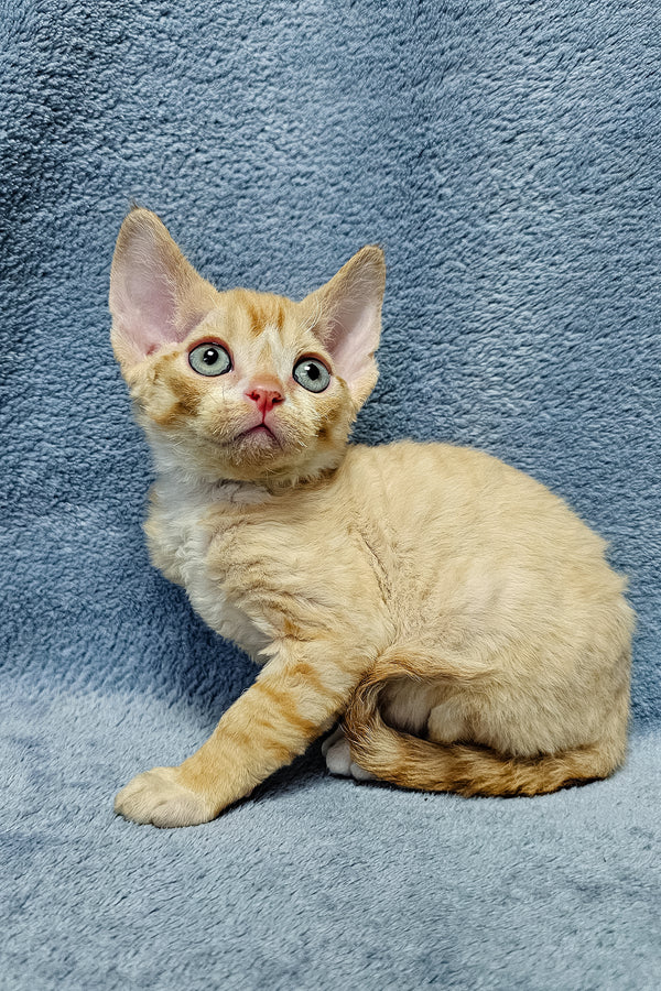 Garfield | Devon Rex Kitten