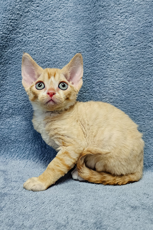 Garfield | Devon Rex Kitten