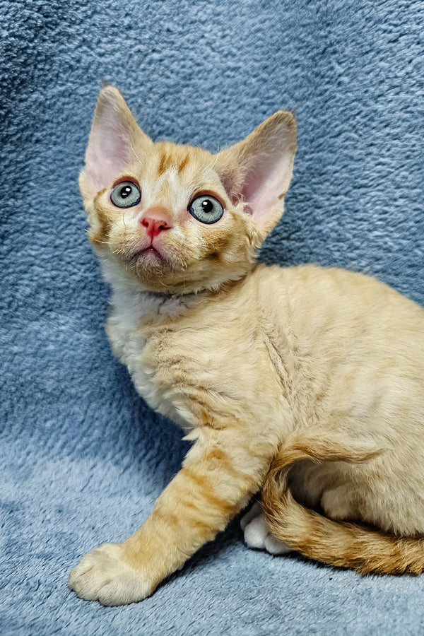 Garfield | Devon Rex Kitten