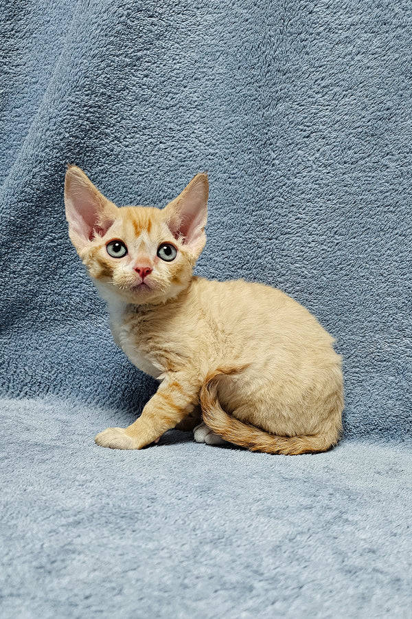 Garfield | Devon Rex Kitten