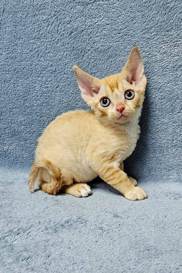 Garfield | Devon Rex Kitten