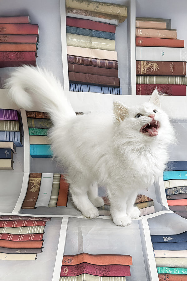 Garin | Turkish Angora Kitten