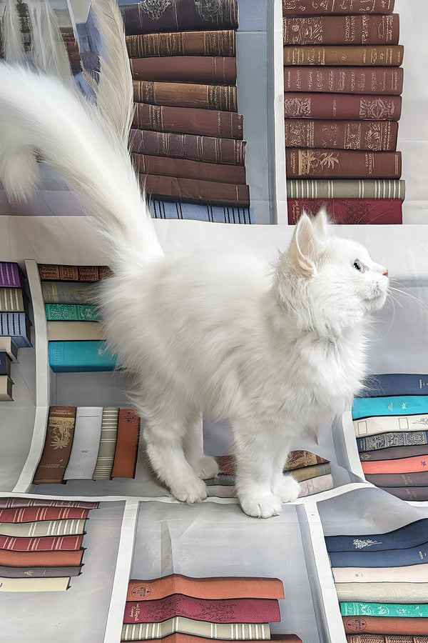 Garin | Turkish Angora Kitten