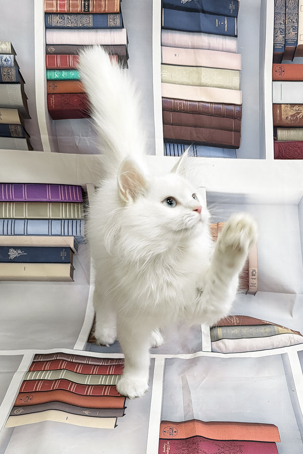 Garin | Turkish Angora Kitten