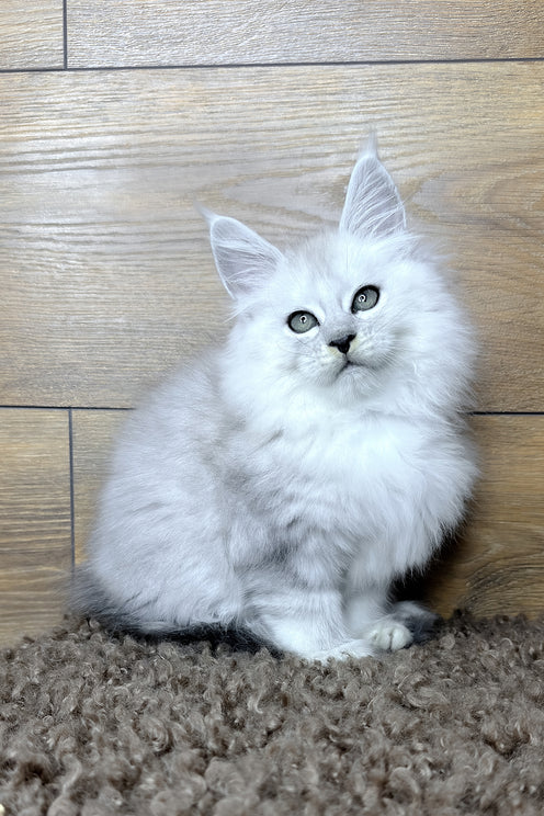 Harry | Maine Coon Kitten