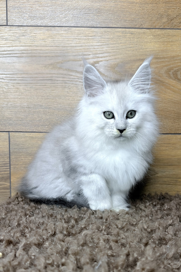 Harry | Maine Coon Kitten