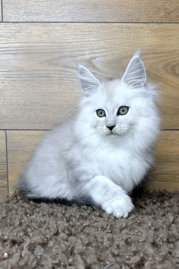 Harry | Maine Coon Kitten