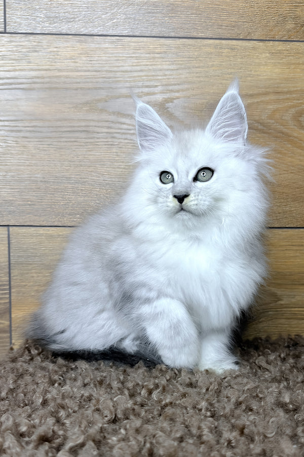 Harry | Maine Coon Kitten