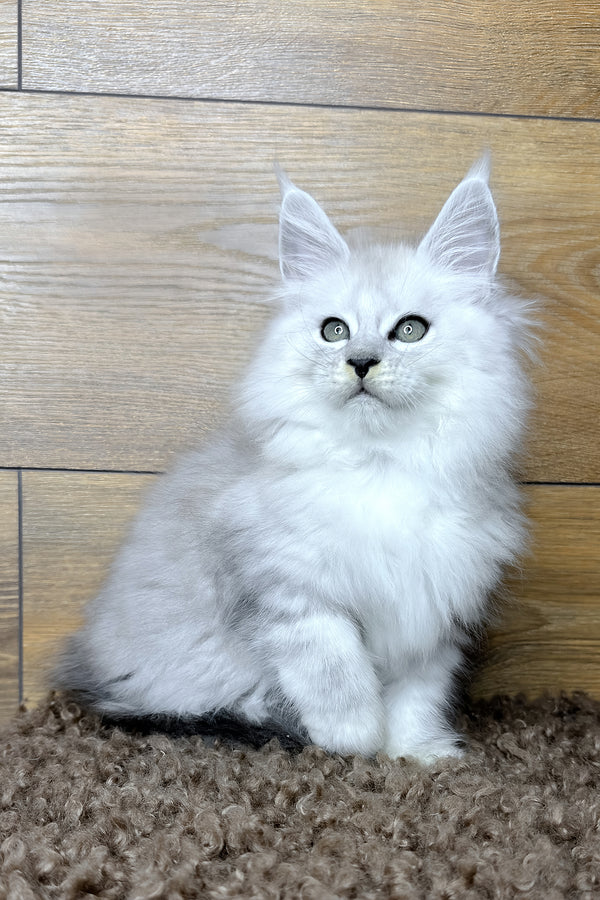 Harry | Maine Coon Kitten