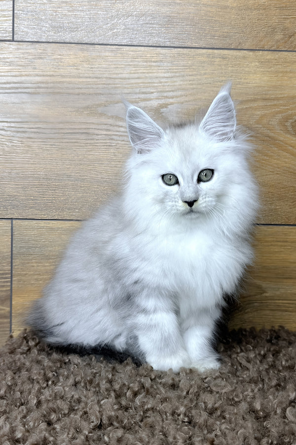 Harry | Maine Coon Kitten