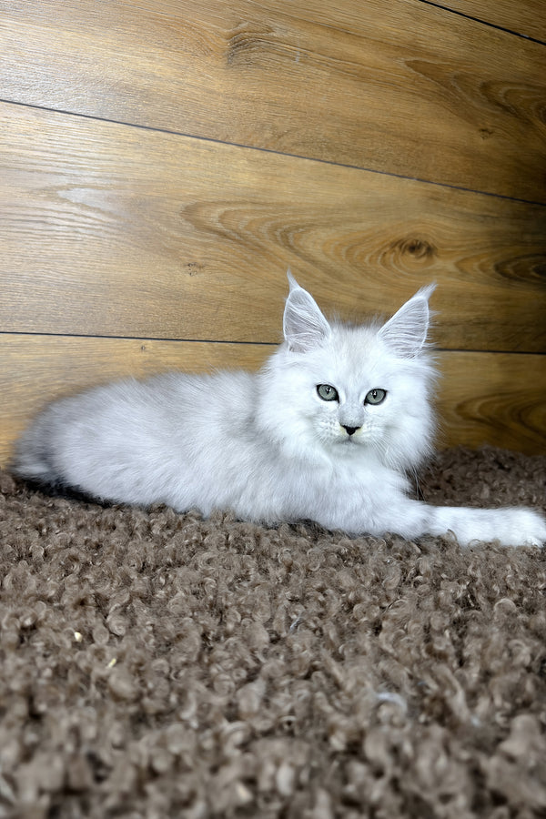 Harry | Maine Coon Kitten