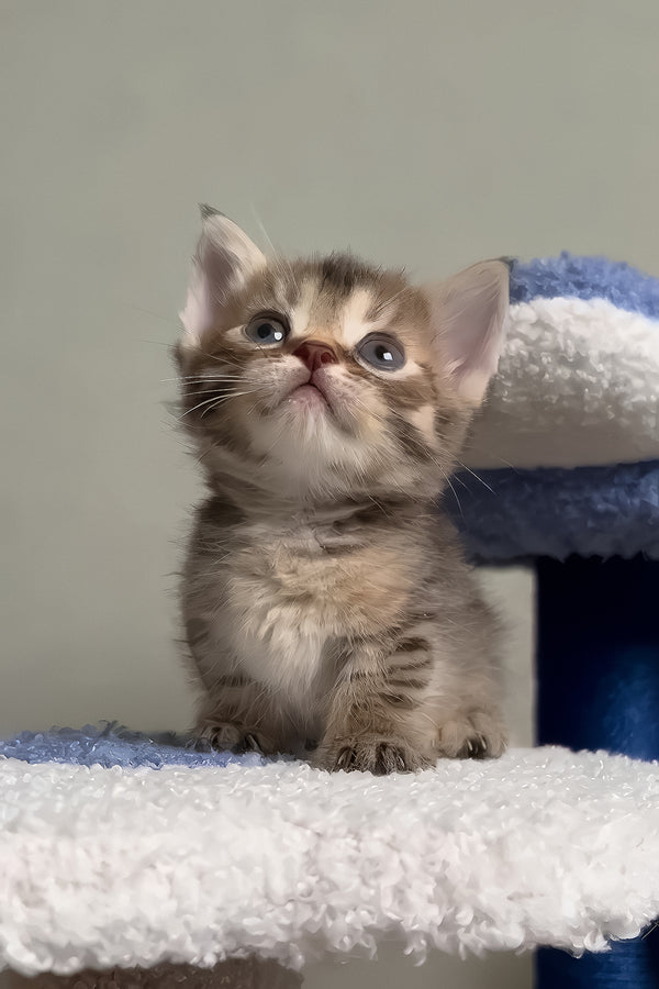 Hera | Munchkin Kitten