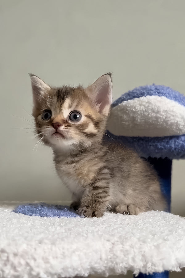 Hera | Munchkin Kitten