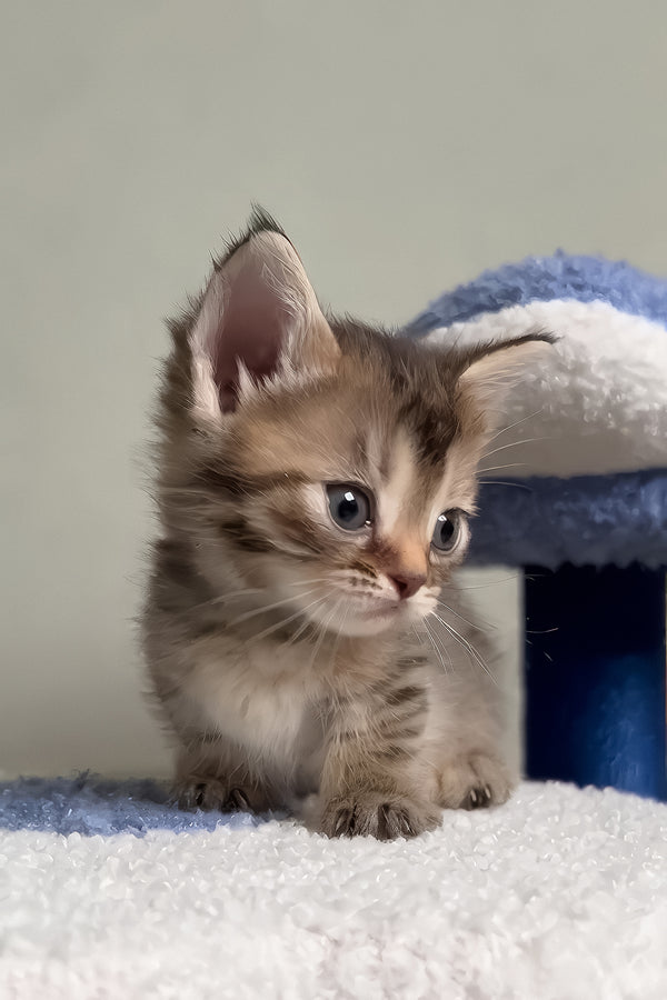 Hera | Munchkin Kitten