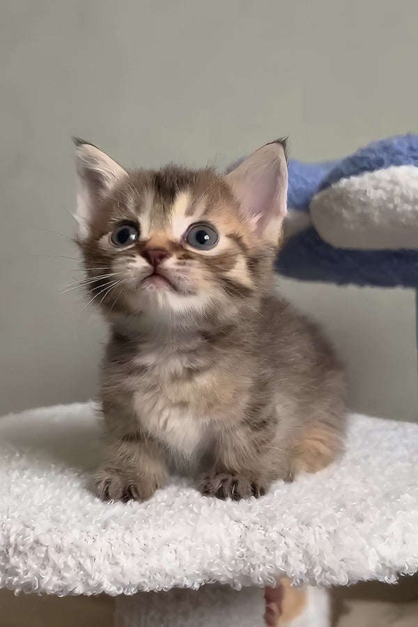 Hera | Munchkin Kitten