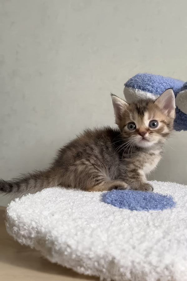 Hera | Munchkin Kitten