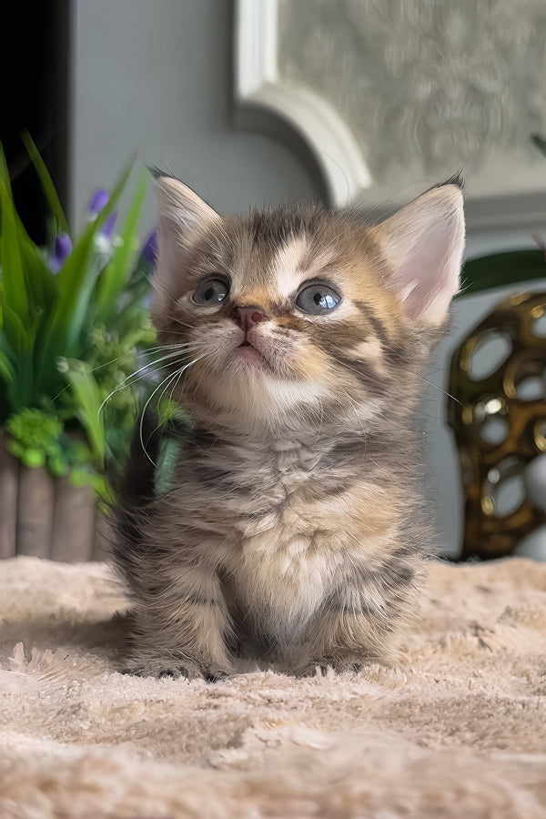 Hera | Munchkin Kitten