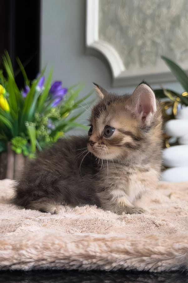 Hera | Munchkin Kitten