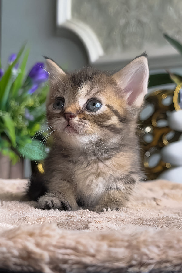 Hera | Munchkin Kitten