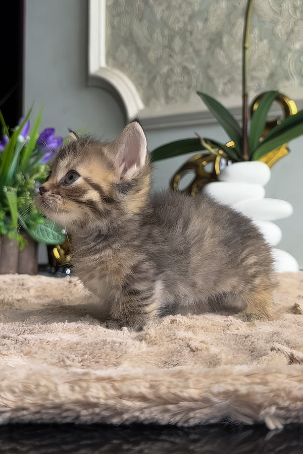 Hera | Munchkin Kitten