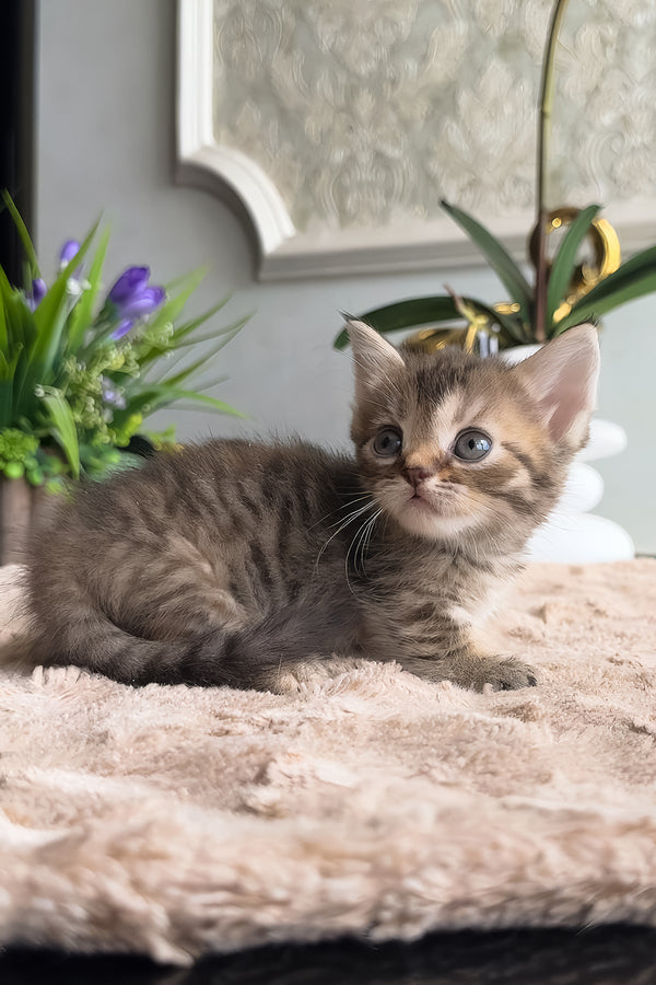 Hera | Munchkin Kitten