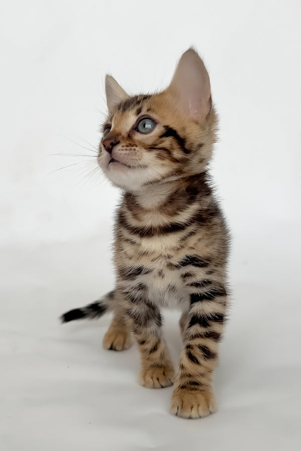 Itan | Bengal Kitten