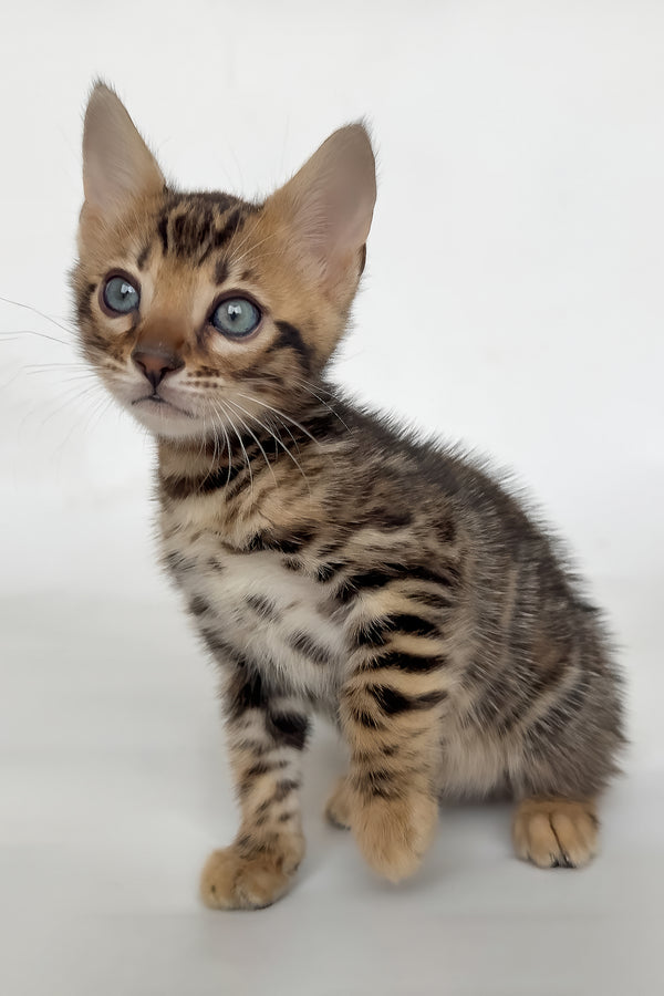 Itan | Bengal Kitten