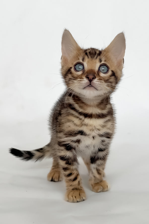 Itan | Bengal Kitten