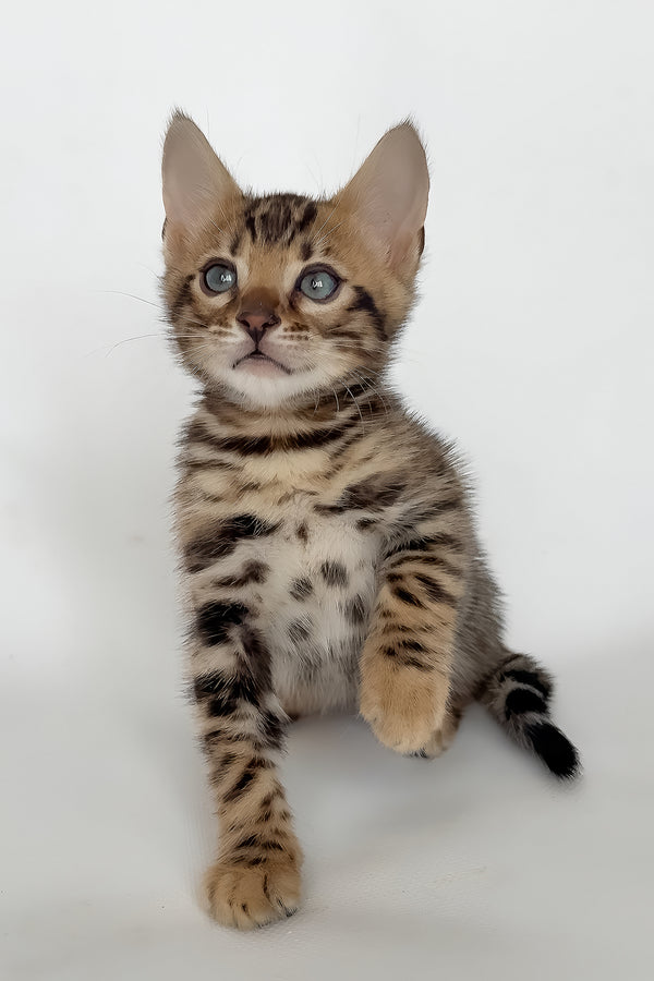 Itan | Bengal Kitten