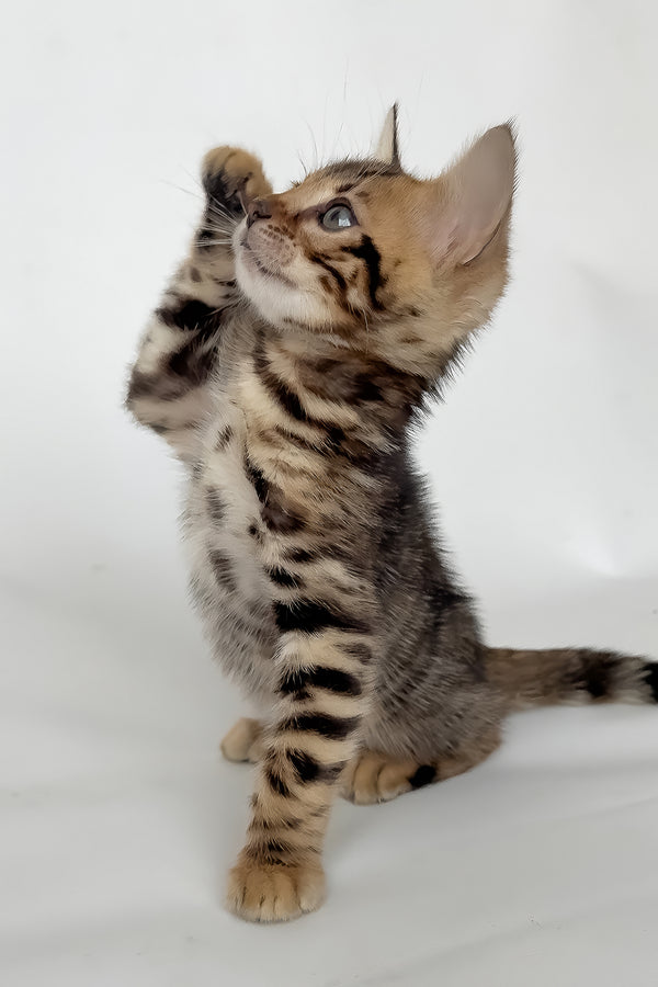 Itan | Bengal Kitten