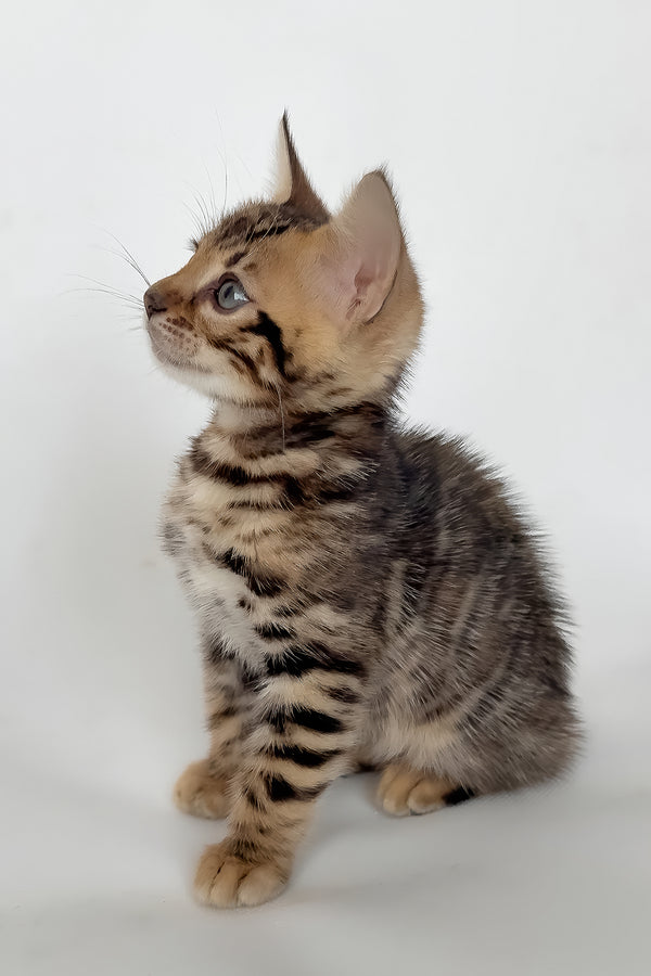 Itan | Bengal Kitten