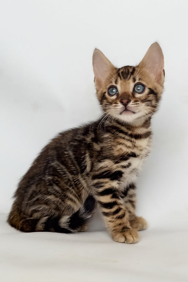 Itan | Bengal Kitten