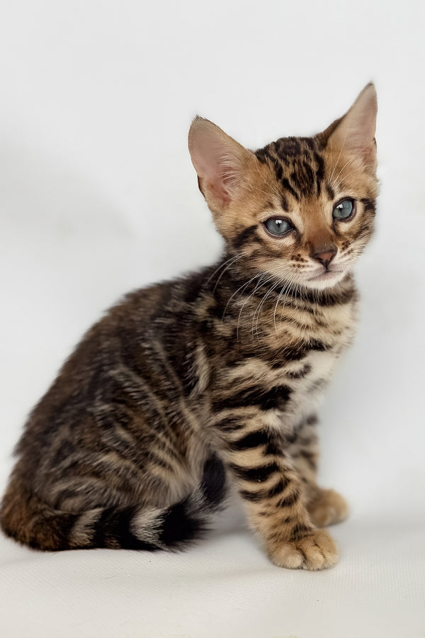 Itan | Bengal Kitten