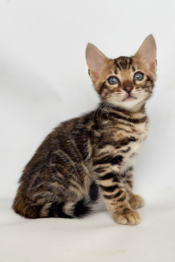 Itan | Bengal Kitten