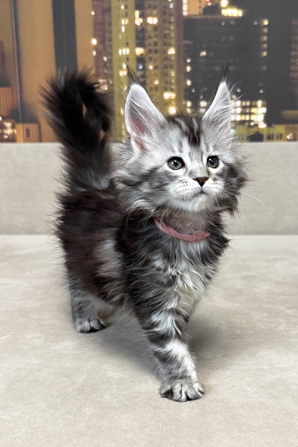 Jador | Maine Coon Kitten