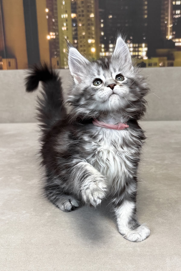 Jador | Maine Coon Kitten