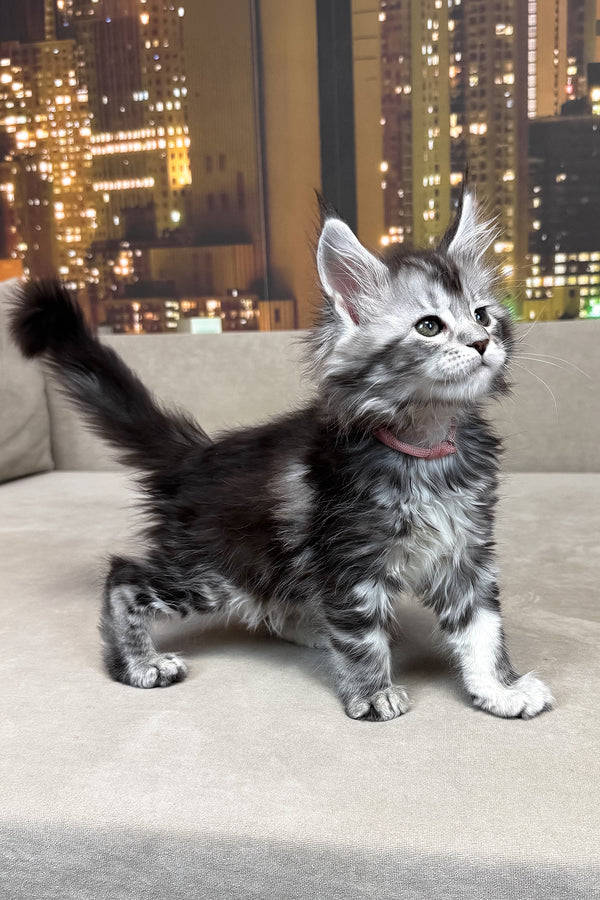 Jador | Maine Coon Kitten