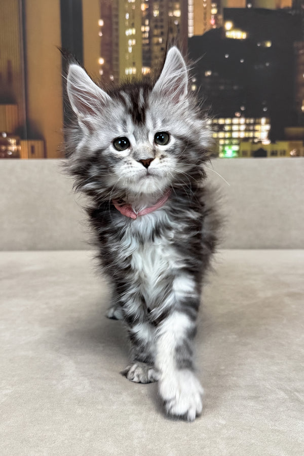 Jador | Maine Coon Kitten