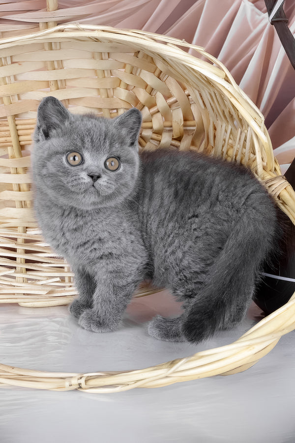 Kassie | British Shorthair Kitten