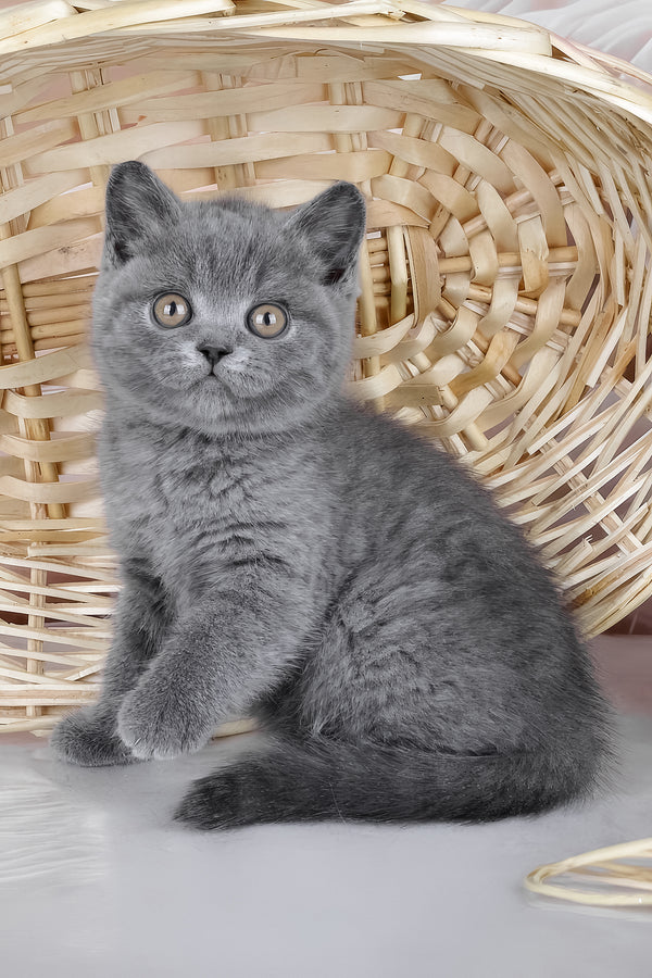 Kassie | British Shorthair Kitten