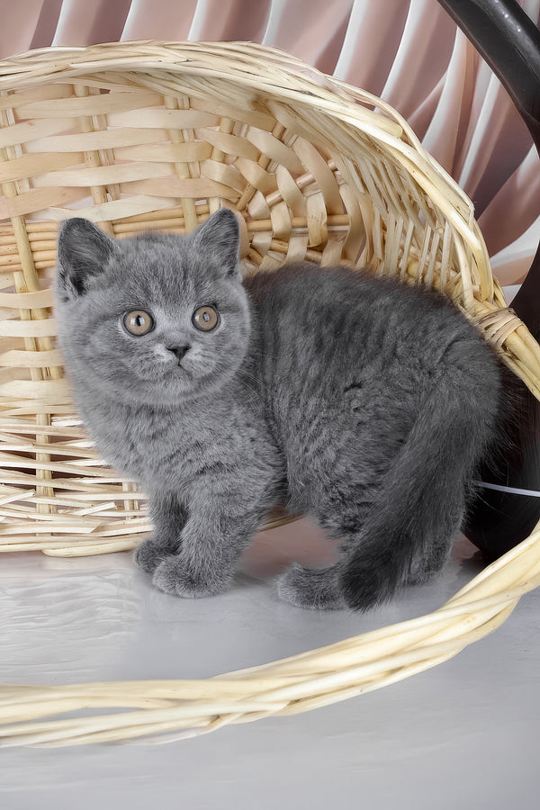 Kassie | British Shorthair Kitten