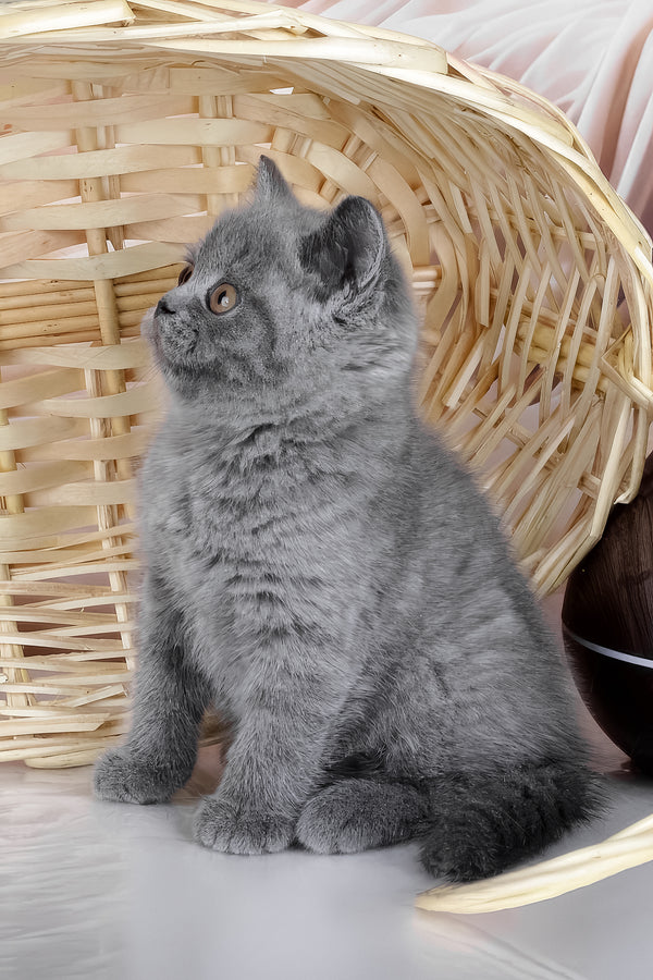 Kassie | British Shorthair Kitten