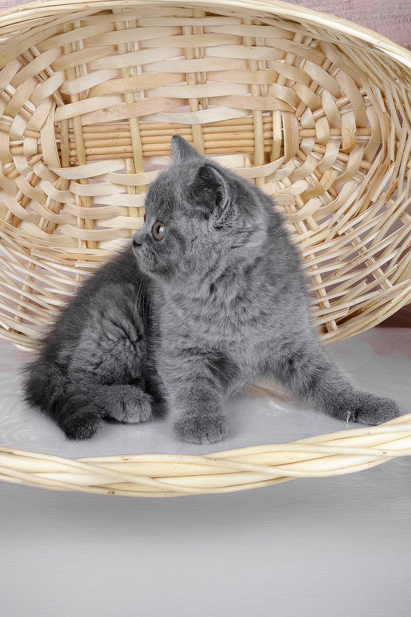 Kassie | British Shorthair Kitten