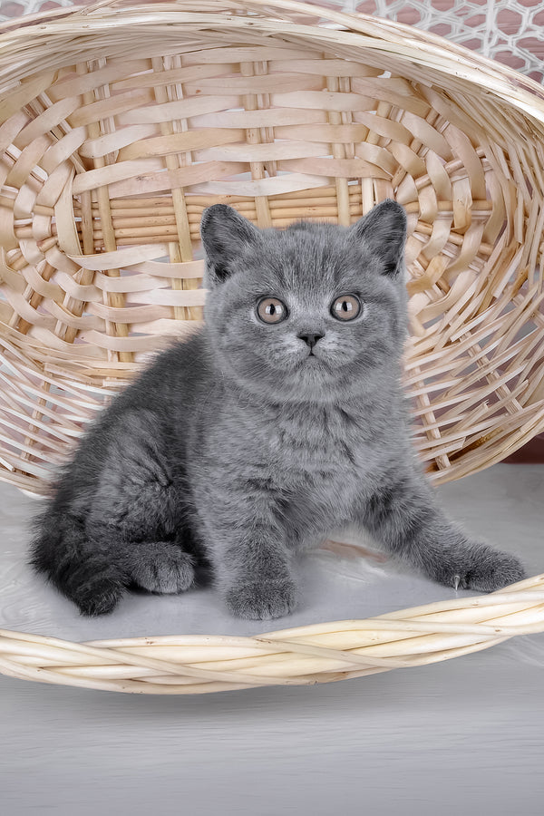 Kassie | British Shorthair Kitten